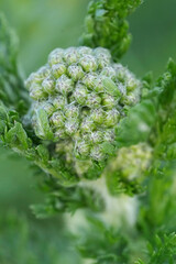 Close-up view of an immature green Yarrow flower, Achillea millefolium bud cluster surrounded by lush foliage in a bright spring garden setting today © Henk