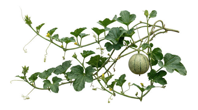 Blumenranke-Bilder: Stock-Fotos & -Videos