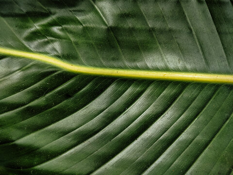 Tropical Leaf Vein Detail