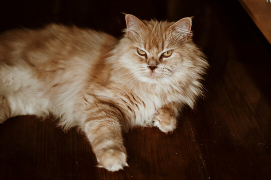 Cat Resting on Wooden Floor in a Cozy Room