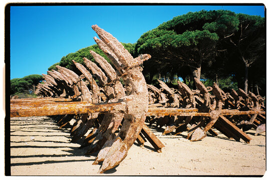 Rusted Anchors On Beach