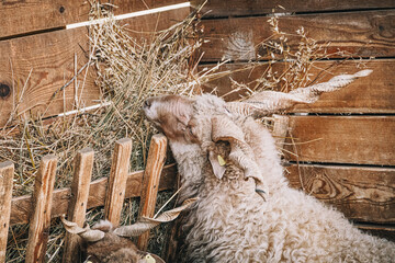 Racka sheep with distinctive spiral horns and thick wool enjoying hay in a rustic wooden farm enclosure © EdNurg