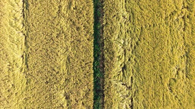 Aerial Drone Shot of Golden Rice Paddies Ready for Harvest (Real Time | Top-Down Jib Up)