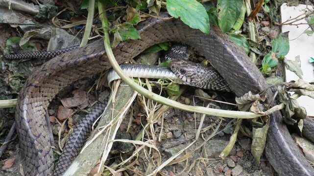 Rat snake swallowing a common krait in a wildlife feeding scene