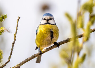 Blue Tit Eating On A Willow Branch In Spring © tan4ikk