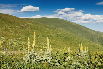 Naklejka premium Mullein flowers blooming with green hills under a blue sky, representing nature's beauty, growth, and summer wilderness