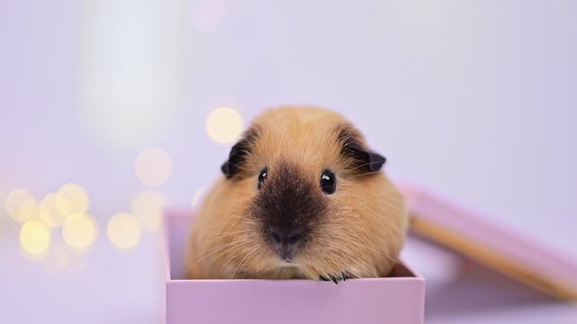 Guinea Pig Resting Its Paw on a Pink Christmas Box in Close-Up