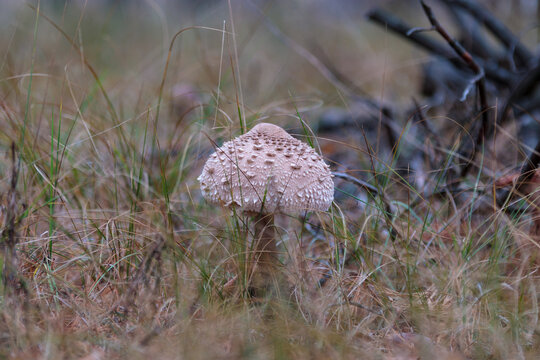 Young parasol mushroom with scaly beige cap growing among dry grass and fallen pine needles in autumn forest, soft blurred branches behind. Wild fungus for foraging guides, nature blogs and eco design
