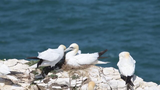 A pair of northern gannets nest building