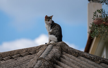Eine frei lebende Katze sitzt auf dem Giebel eines Hausdachs © Kostas Koufogiorgos