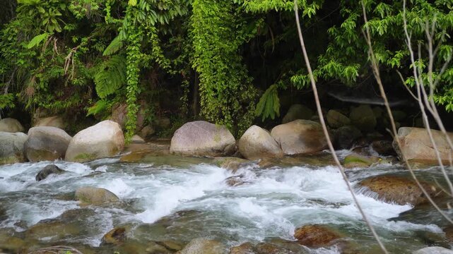 Tropical River Rapids With Forest Background