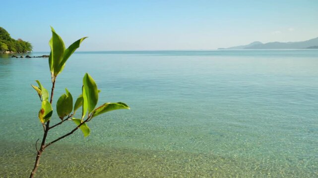 Green Leaves Overlooking Calm Tropical Sea