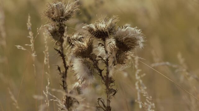 Dry thistle with fluffy seeds swaying in the wind, autumn meadow, slow motion