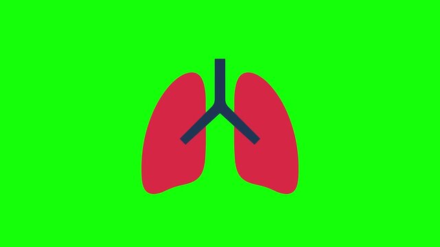 Human Lungs Respiration Anatomy Loop Vector Animation on Green Screen Background