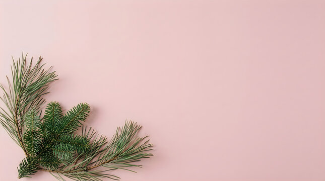 Christmas pine branches on pink background for holiday greeting card