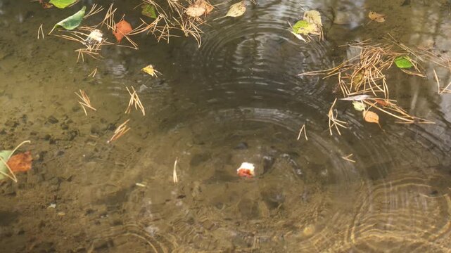 Slow motion shot of wild trout feeding&nbsp;greedily eating bread thrown into a clear forest river with water splashes.