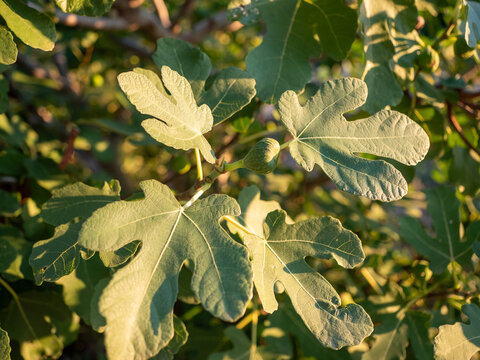 Sunlit fig tree leaves (Ficus carica) with detailed veins and a small unripe green fig. Natural botanical background for Mediterranean gardening, plant cultivation and sustainable lifestyle.
