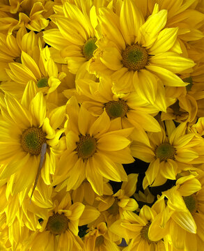 Yellow chrysanthemums daisy-form mums, yellow daisy pom flowers