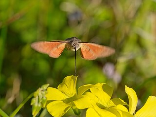 Obraz premium Sfinge del galio - Macroglossum stellatarum