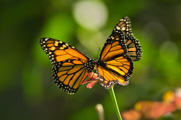 Two Monarch Butterflies Feeding Together on Flower Stem with Vibrant Green Bokeh Background © Xavier Rodríguez