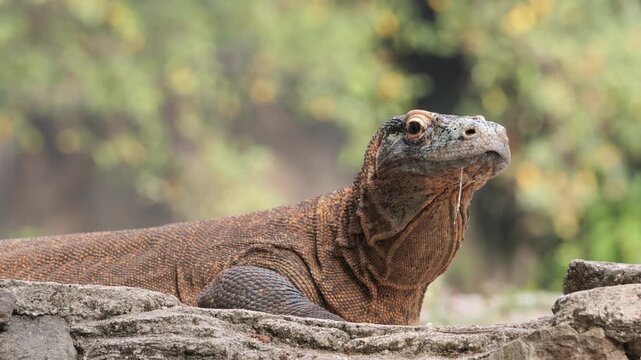 Close-up portrait of a Komodo dragon (Varanus komodoensis) resting calmly while strands of saliva hang from its mouth. 