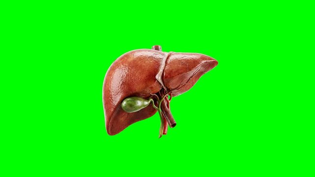 Realistic 3D Anatomical Illustration of Human Liver and Gallbladder on Green Screen Background.