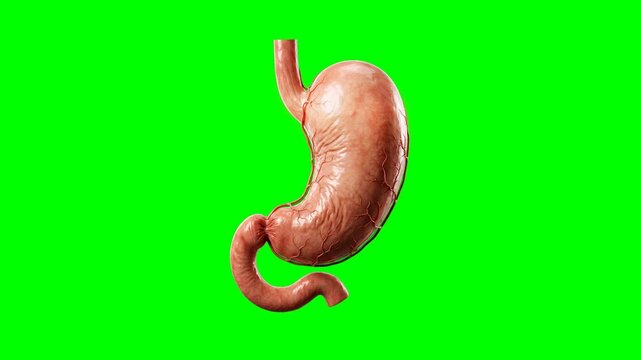 Anatomical 3D Illustration of Human Stomach Digestive System on Green Screen Background.