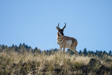Pronghorn Antelope © Allison