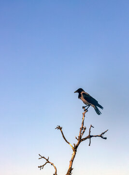 Oiseau "Corneille Mantel&eacute;e" de Corse
