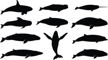 collection of different whale species silhouettes including orca humpback beluga and narwhal isolated on white  © MstMonjila
