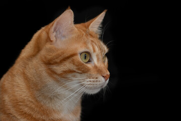 Close-up profile portrait of a cute ginger tabby cat looking attentively, isolated on a solid black background. Ideal for pet food branding, veterinary care, and animal blogs. © mialcas