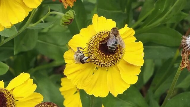 Helenium 'El Dorado' a summer autumn fall flowering plant with a yellow summertime flower commonly known as Sneezeweed, with honey bees gathering pollen, stock video footage clip