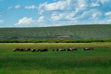 Cows and sheep grazing on the lush green Hulunbuir grassland under a cloudy blue sky. © 程 浩