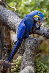 blue macaw Jacinto Brasil © Ruben Ziruffo