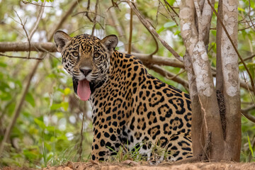 Jaguar in the Pantanal Brasil © Ruben Ziruffo
