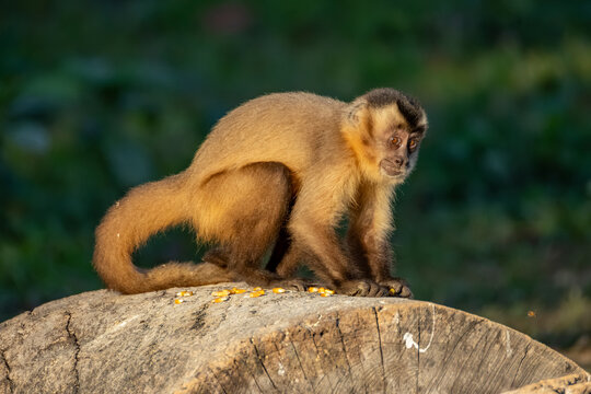 Monkey Brasil Macaco