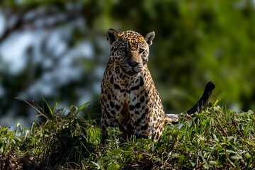 Jaguar in the Pantanal Brasil © Ruben Ziruffo