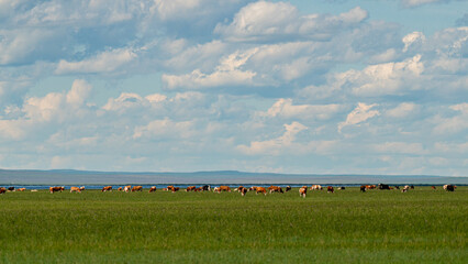 Cows and sheep grazing on the lush green Hulunbuir grassland under a cloudy blue sky. © 程 浩