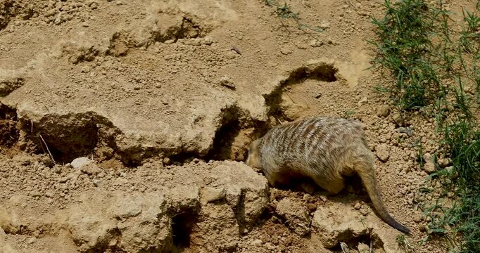 Meerkat digging into dry ground near a burrow with green grass