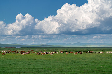 Cows and sheep grazing on the lush green Hulunbuir grassland under a cloudy blue sky. © 程 浩