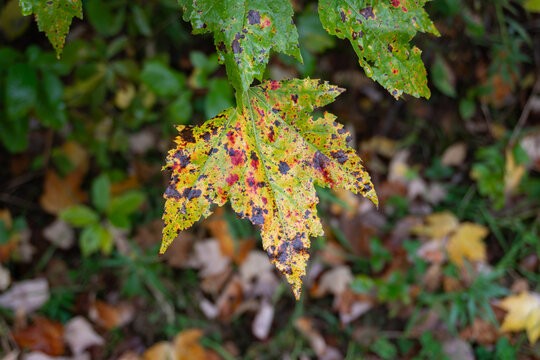 Close-up of a maple (Acer sp.) leaf displaying yellow, green, and red autumn colouring with numerous dark spots and patches of dead tissue. Photographed against a blurred woodland background.