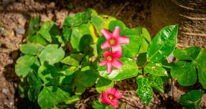 mini flor vermelha