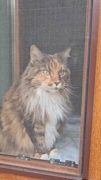 Close-up of a tricolor adult calico Maine Coon cat sitting on a windowsill looking out through a window mosquito net screen