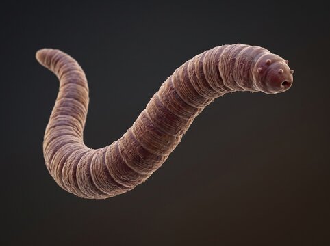 Detailed Illustration of a Generic Parasitic Worm