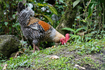 View of a Rooster looking for food in a house backyard © cratervalley