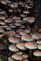 Fungi in the woods at Lerryn Cornwall  © Tim