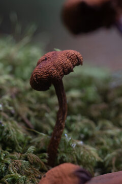 Macro image of Fungi in the woods at Lerryn Cornwall 