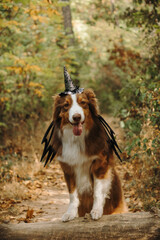 Australian shepherd in a witch hat and bat wings rests its front paws on a woodland log. A playful Halloween portrait for seasonal greetings and pet fashion promotions. High quality photo © Ekaterina