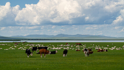 Cows and sheep grazing on the lush green Hulunbuir grassland under a cloudy blue sky. © 程 浩