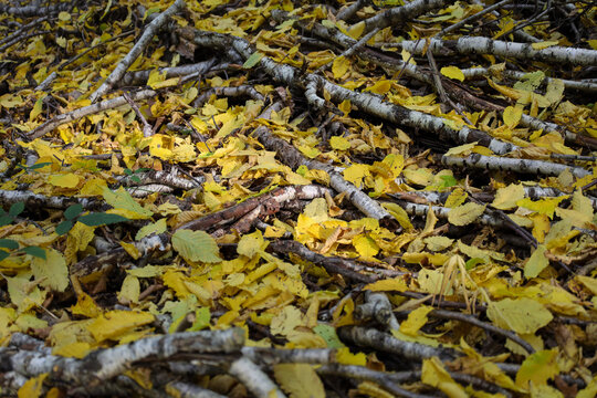 Numerous dry birch branches and thin trunks are scattered across the ground among bright yellow fallen autumn leaves. This natural textured pattern highlights the serene feeling of a dense autumn wood